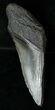 Half Of A Giant Fossil Megalodon Tooth #17250-1